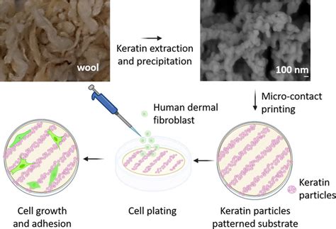  Wool Keratin: 從羊毛到生化材料的驚奇之旅！